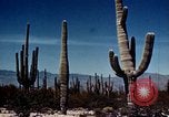 Image of Coconino National Forest Arizona United States USA, 1939, second 59 stock footage video 65675027896