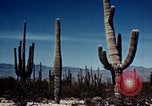 Image of Coconino National Forest Arizona United States USA, 1939, second 61 stock footage video 65675027896