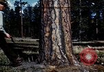 Image of Logging and sawmill operations Flagstaff Arizona USA, 1939, second 1 stock footage video 65675027897