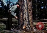Image of Logging and sawmill operations Flagstaff Arizona USA, 1939, second 3 stock footage video 65675027897
