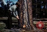 Image of Logging and sawmill operations Flagstaff Arizona USA, 1939, second 4 stock footage video 65675027897