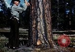 Image of Logging and sawmill operations Flagstaff Arizona USA, 1939, second 5 stock footage video 65675027897