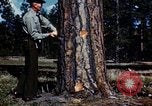 Image of Logging and sawmill operations Flagstaff Arizona USA, 1939, second 6 stock footage video 65675027897