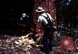 Image of Logging and sawmill operations Flagstaff Arizona USA, 1939, second 10 stock footage video 65675027897