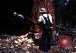 Image of Logging and sawmill operations Flagstaff Arizona USA, 1939, second 11 stock footage video 65675027897