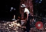 Image of Logging and sawmill operations Flagstaff Arizona USA, 1939, second 12 stock footage video 65675027897