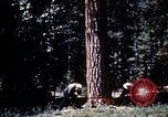 Image of Logging and sawmill operations Flagstaff Arizona USA, 1939, second 15 stock footage video 65675027897