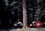 Image of Logging and sawmill operations Flagstaff Arizona USA, 1939, second 16 stock footage video 65675027897