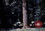 Image of Logging and sawmill operations Flagstaff Arizona USA, 1939, second 17 stock footage video 65675027897