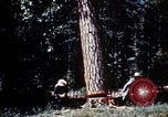 Image of Logging and sawmill operations Flagstaff Arizona USA, 1939, second 19 stock footage video 65675027897