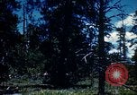 Image of Logging and sawmill operations Flagstaff Arizona USA, 1939, second 20 stock footage video 65675027897