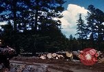 Image of Logging and sawmill operations Flagstaff Arizona USA, 1939, second 30 stock footage video 65675027897