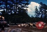 Image of Logging and sawmill operations Flagstaff Arizona USA, 1939, second 31 stock footage video 65675027897