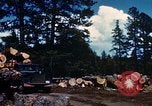 Image of Logging and sawmill operations Flagstaff Arizona USA, 1939, second 32 stock footage video 65675027897