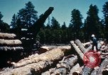 Image of Logging and sawmill operations Flagstaff Arizona USA, 1939, second 52 stock footage video 65675027897