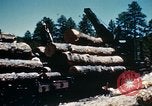 Image of Logging and sawmill operations Flagstaff Arizona USA, 1939, second 61 stock footage video 65675027897