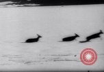 Standbild Snow Storm Colorado United States USA, 1959, aus Sekunde 46 historischem Filmmaterial Videoclip 65675027991