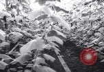 Image of greenhouses Netherlands, 1963, second 17 stock footage video 65675027995