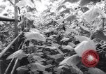 Image of greenhouses Netherlands, 1963, second 18 stock footage video 65675027995