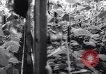 Image of greenhouses Netherlands, 1963, second 19 stock footage video 65675027995