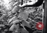 Image of greenhouses Netherlands, 1963, second 20 stock footage video 65675027995