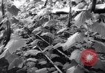 Image of greenhouses Netherlands, 1963, second 21 stock footage video 65675027995