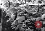 Image of greenhouses Netherlands, 1963, second 22 stock footage video 65675027995