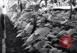 Image of greenhouses Netherlands, 1963, second 23 stock footage video 65675027995