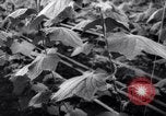 Image of greenhouses Netherlands, 1963, second 24 stock footage video 65675027995