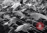 Image of greenhouses Netherlands, 1963, second 25 stock footage video 65675027995