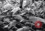 Image of greenhouses Netherlands, 1963, second 26 stock footage video 65675027995