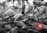 Image of greenhouses Netherlands, 1963, second 27 stock footage video 65675027995