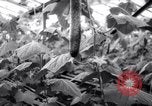 Image of greenhouses Netherlands, 1963, second 28 stock footage video 65675027995