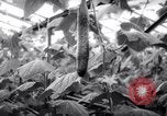 Image of greenhouses Netherlands, 1963, second 29 stock footage video 65675027995