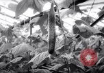 Image of greenhouses Netherlands, 1963, second 30 stock footage video 65675027995