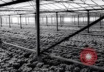 Image of greenhouses Netherlands, 1963, second 31 stock footage video 65675027995