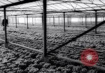 Image of greenhouses Netherlands, 1963, second 32 stock footage video 65675027995