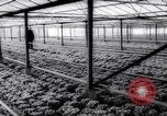 Image of greenhouses Netherlands, 1963, second 33 stock footage video 65675027995