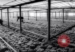 Image of greenhouses Netherlands, 1963, second 34 stock footage video 65675027995