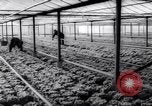 Image of greenhouses Netherlands, 1963, second 35 stock footage video 65675027995