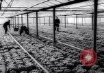Image of greenhouses Netherlands, 1963, second 36 stock footage video 65675027995