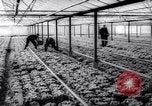 Image of greenhouses Netherlands, 1963, second 37 stock footage video 65675027995