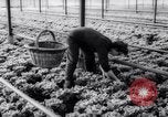 Image of greenhouses Netherlands, 1963, second 38 stock footage video 65675027995