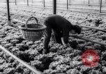 Image of greenhouses Netherlands, 1963, second 39 stock footage video 65675027995