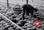 Image of greenhouses Netherlands, 1963, second 40 stock footage video 65675027995