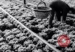 Image of greenhouses Netherlands, 1963, second 41 stock footage video 65675027995