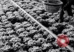 Image of greenhouses Netherlands, 1963, second 42 stock footage video 65675027995