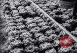 Image of greenhouses Netherlands, 1963, second 43 stock footage video 65675027995