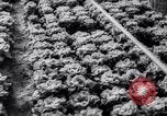 Image of greenhouses Netherlands, 1963, second 44 stock footage video 65675027995