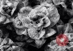 Image of greenhouses Netherlands, 1963, second 45 stock footage video 65675027995